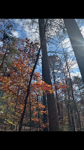 Can’t beat the masters paintings 🎨 🍁🍂☀️🌅 | Debbie Pinkham