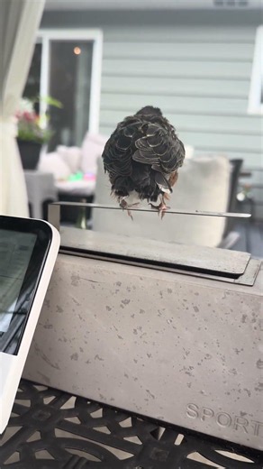 A Robin that loves cat food #babybird #feedingbabybird