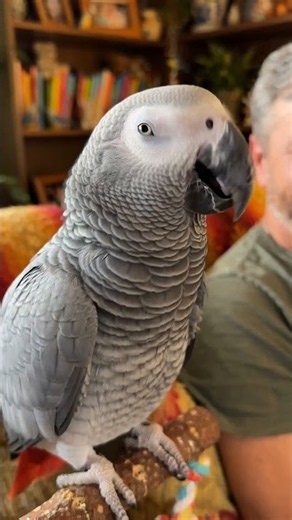 The Laughing Duo! 🦜😂 Parrot and Owner Share a Giggle