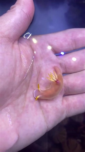 Exploring the Colorful World of Nudibranchs