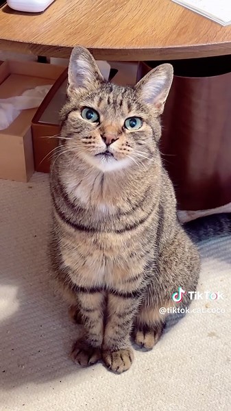 ココちゃんのかわいい猫動画集