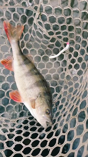 Fatty'D Worm Tournament w akcji 🔥#libralures #pstrągi #🎣🎣 #łowienieryb #spinning #wędkarstwospiningowe #pstrąg #ryba #wędkarz #wędkarstwoultralight #czasnaryby #przynęta #ryby #wędkarstwo #przynętanadziś