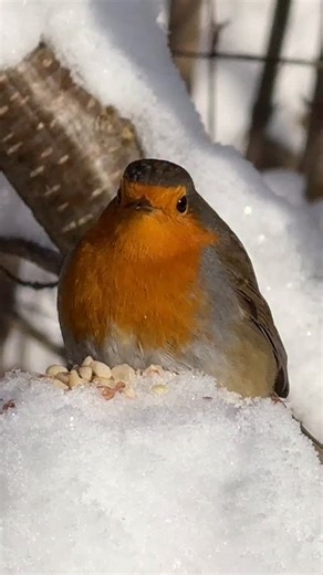 🇨🇭Sämi & Jäcks🇨🇭🖤❤️🖤🏔🦋🐦🐿 on Instagram: "Das Morgenessen ist angerichtet🙏🥜 Rotkehlchen kämpft sich bei -15 Grad durch den Schnee🥰⛄️😂🐦❤️❄️ Heute Montag haben wir +5 Grad und der Regen hat den ganzen Schnee und die Traumhafte Winterlandschaft weggewaschen in einem Tag🙈⛄️❄️🌧️ #robin #rotkehlchen #bird"