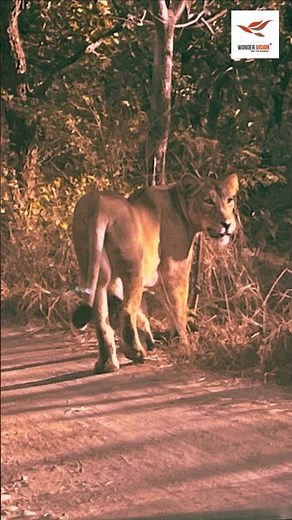 Gir National Park Safari | Asiatic Lion in India | Gir Safari Video | Wonder Vision Hollidays