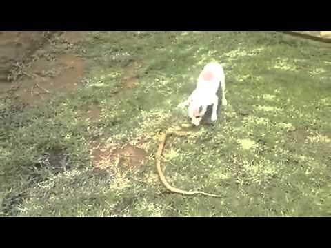 Dog kills snake