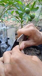 1.6M views · 3.2K reactions | citrus grafting techniques #gardeningtips | GardeningFruit | Facebook