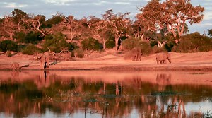 Elephants: A Crisis of Too Many, Not Too Few - Conservation Frontlines