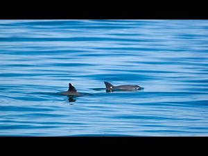Vaquita - Saving the Desert Porpoise