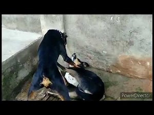 Doberman Real Fight. On ones hurts they both are mine pets.