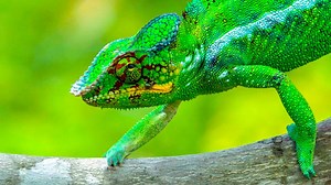 Chameleons aren't the only animals that can change colours—humans, too, have been known to go red in the face. On World Wildlife Day, we take a look at the science behind kaleidoscopic animals | The Economist