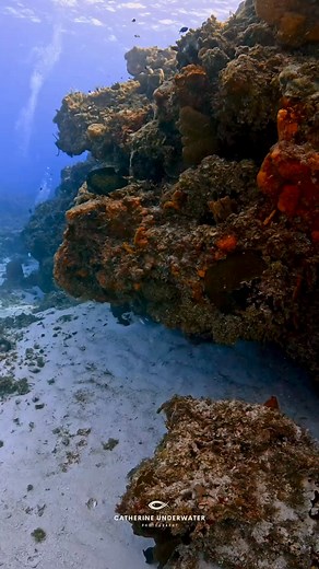 Palancar Reef is a great place to dive. I found something on this dive I’ve never seen before!! What??? A plastic bottle in a swim through. When will we stop this madness. There is literally plastic everywhere these days! Please don’t use single use plastic! Use a reusable H2O bottle. 🥺🙏#greenfins #unep #scuba #scubadiving #gopro #padi #scubadiver #marineconservation #cozumel @topfans PADI Maduro Dive PADI AWARE Foundation | Catherine Anne Underwater Photography