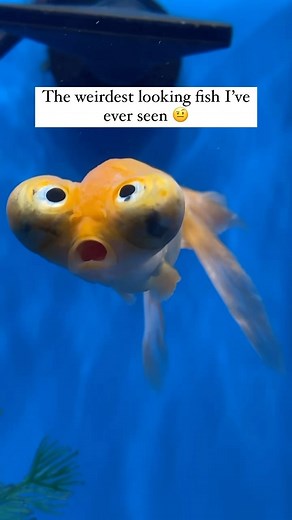 Inside History on Instagram: "Celestial eye goldfish or Choutengan is a double-tailed breed of fancy goldfish that has a breed-defining pair of telescope eyes which are turned upwards, pupils gazing skyward seeking the limited source of light. It was first developed in the early 1700s in China, where the trait was referred to as dragon eyes. Variants are called the Black Moor, Panda Moor, and Celestial Eye. Like our content? Follow us 👉🏼 @insidehistory (Via: @amaracreates)"