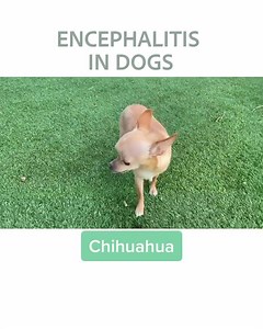 1.5K views · 20 reactions | Encephalitis is an inflammation of the brain due to infection. Here are some of the dog breeds that are most prone to it. | Southeast Veterinary Neurology | Facebook