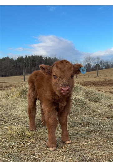 Introducing George! Our first calf of the spring season. He is so sweet, curious and playful. And we cannot get over his blue eyes!! #farmlife #scottishhighland #pet #minihighland #farm