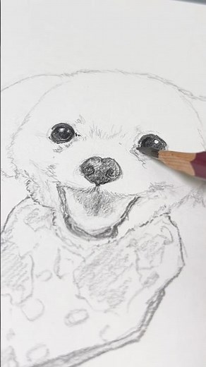 マルチーズ 笑顔 お絵描きチャレンジ #pencildrawing #イラストメイキング #犬の描き方 #drawing #sketch #doglove