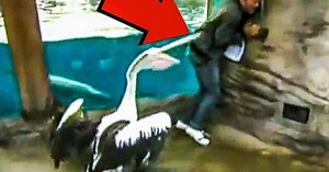 Top 10 Cringe Worthy Weatherman FAILS | Videos on WatchMojo.com