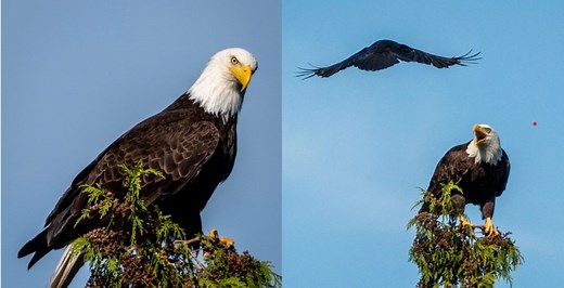 Menaces of the sky: Here's why even eagles hate crows (VIDEO) | National