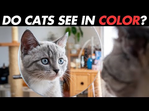 Inside the Mind of a Cat - How They View the World