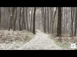 Winter Ambiance ⟫ Relaxing Snowfall ⟫ 5 minutes