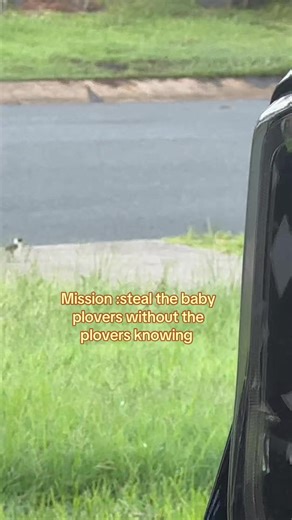 Plover Attacks at My House After Cyclone