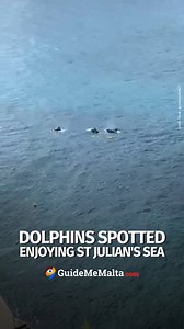 Malta’s seas are alive with marine life these days! 🐬 📷 Tiktok - geraldmicallef627 #GuideMeMalta #dolphins #StJulians #marinelife #malta | GuideMeMalta.com
