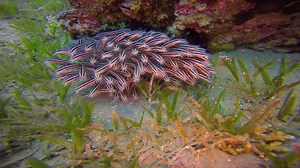 9.1K views · 119 reactions | Good evening my dear friends .. Striped...