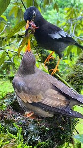The little bird felt the love from its parents. | Nuts about birds