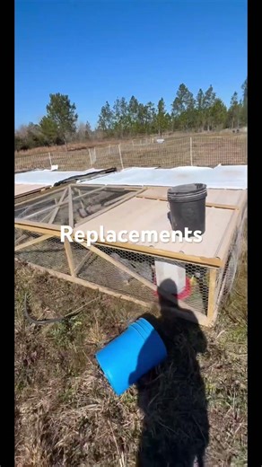 Chicken Pasture Shelters. All part of our layer breeding program that we started last year.