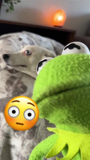 Guess ur a genius…🧠 #fyp #kermit #dog | dog