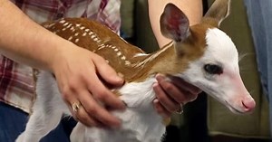 Deer Gives Birth To Twins But When Mom Realizes One Has Rare Condition She Rejects Him To Care For Himself