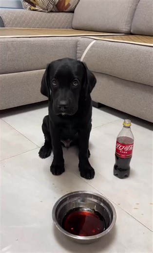 When the dog drank Coke for the first time #videoviralシ #facebookreelsviral | Golden Retriever Husky lucky