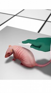 "Scientists Grow Human Ear in Lab Using Mouse!" #EarInTheLab #OrganTransplantBreakthrough #GrowingEars #FutureOfMedicine #ScienceDiscovery #MedicalMiracle #LabGrownOrgans #HealthcareRevolution | Journey To The Universe