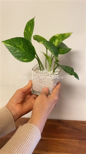 Qué es la Perlita para Plantas y sus Beneficios