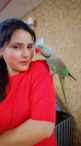 635K views · 10K reactions | Mummy Singing Pablo Parrot Dance Cute Love Bond ❤️ #reels #parrot #cute #mummy #dance #singing | Pablo Family | Facebook