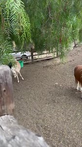 41K views · 1.9K reactions | Happy first day of summer mischief!  | Victoria Principal | Facebook