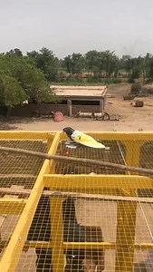 No one becomes a master by following the story of 4 pigeons🕊️ #kabutar_pigeon #kutch #kutchi #sindhi #anjar #kabootarbaaz #kabootarbaaj #kabootarbaz #kabutarbaaz #kabutarbaaj #kabutarbaz #kaftar #prinda #kabutarking48 #pigeonlove #pigeonforge #pigeons #prinde #panchhi #kabutar #kabootarbazi #kabutarlover #kabootar #kabutarbazi #kaboter #güvercin #kabutarpigeon #pigeon #brkabutarlover | Kabutar Pigeon