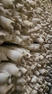 1.4K reactions · 73 shares | Picking edible fungi # | 安广杰 | Facebook