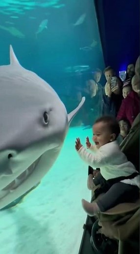Tiger Shark’s Surprising Baby Connection