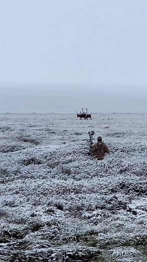 Stalking bull caribou in the snow! Awesome footage of Joey’s team member @jerry_gingerich_ creating a moment he won’t soon forget. | Joey's Bowstrings