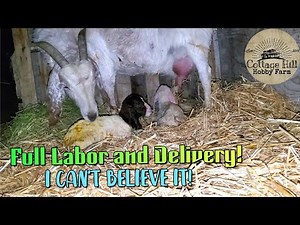 Savanna Goat Full Labor and Delivery! First birth of 2022/ 7 HOURS!