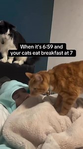 7.7K views · 30 reactions | Calling All Cat Lovers 﫣 Who Can Relate To This  | T햧햤 햲햳햴햣햨햮 햬햢햱 | Facebook