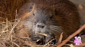 A Peaceful Moment with the Nutria Family