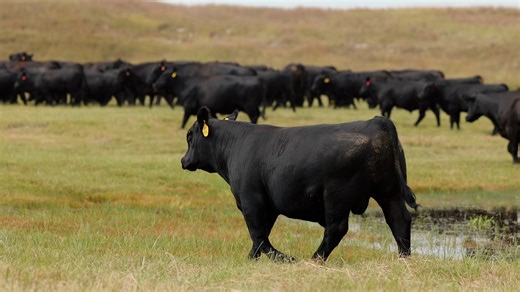 PAP tested, proven, and built to last. On November 13, Hoffman Ranch will offer a set of Angus and Hereford bulls developed for longevity, structural soundness, and adaptability from the Sandhills to the high country. Each bull sells with a three-year foot guarantee, because we don’t just talk about foot quality, we stand behind it. At the close of the sale, stay for a tremendous set of F1 Black Baldy bred heifers that combine fertility and longevity. Video by Paige Wallace Photography | Hoffman