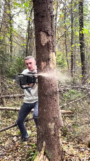 How to fall a Tree #treecutting #cuttingskills #viraltiktokusa🇺🇸 #viraltiktok #unitedstates #Foryou