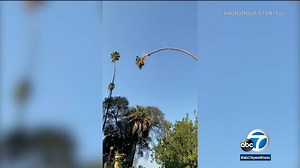California tree trimmer holds on tight for wild palm tree ride