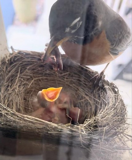 Baby Robins being fed. #birds #baby #robin #birdnest #shorts