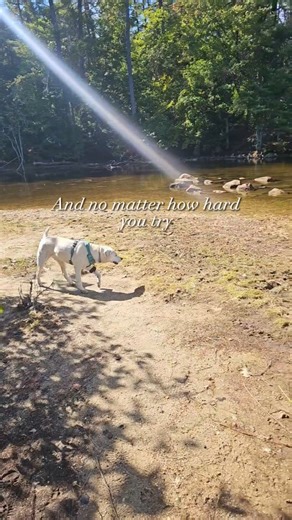 18 reactions | Oh the adventures with Junebug! #campinglife #campingwithdogs #camp #maine #forest #sunset #sunrise #nationalforest adventures | John Ketcham | Facebook