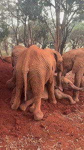 Wamata has largely accepted that she is no longer the baby of the Nursery herd — but some days, she tries to wrest back her coveted position! This was one of those days. Wamata saw Kipekee haloed by nannies and simply couldn’t resist — it was time for a coup! She sat atop Kipekee, as if that would magically shrink her back to the most spoilt baby. Predictably, her little manoeuvre raised every alarm bell and Kipekee was cosseted away. Wamata was permitted to rejoin the group, but she was not all
