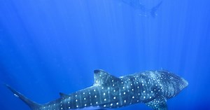 Where do whale sharks mate? The search to learn where the magic happens for the world’s biggest fish