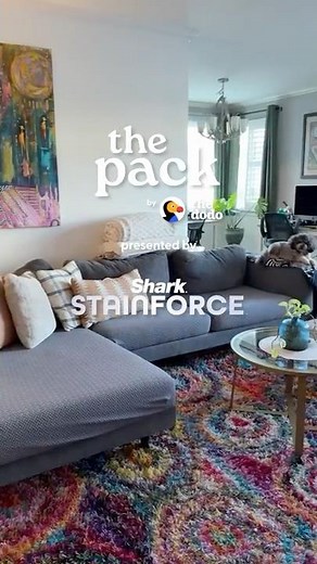 This Cordless Stain Cleaner Works Actual Magic in Minutes | The Pack